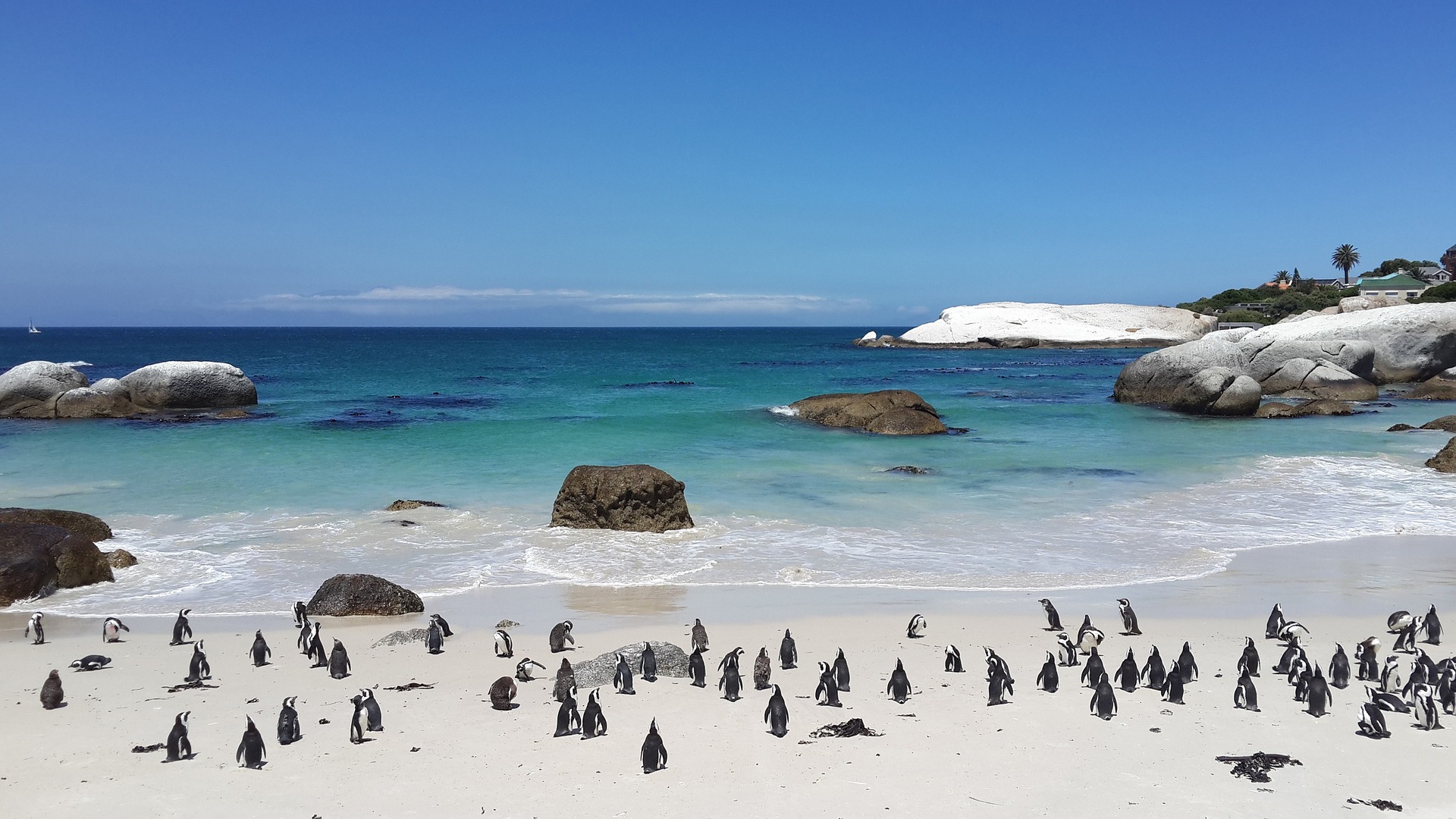 Afrique du sud pingouin